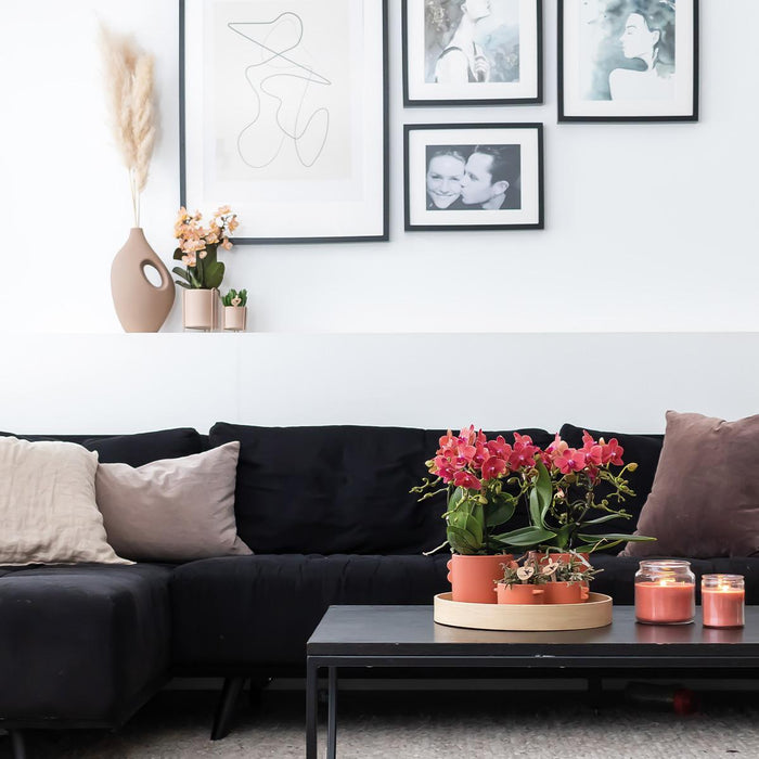 Særtilbud: Congo Red Phalaenopsis Orchid Duo