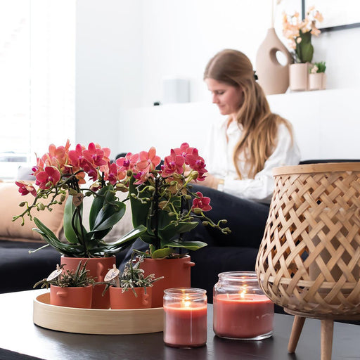 Særtilbud: Congo Red Phalaenopsis Orchid Duo