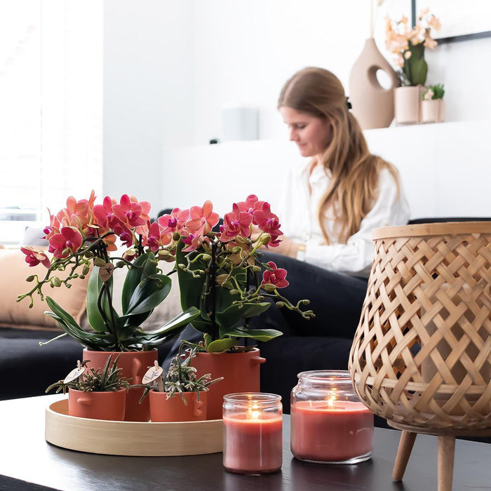 Særtilbud: Congo Red Phalaenopsis Orchid Duo