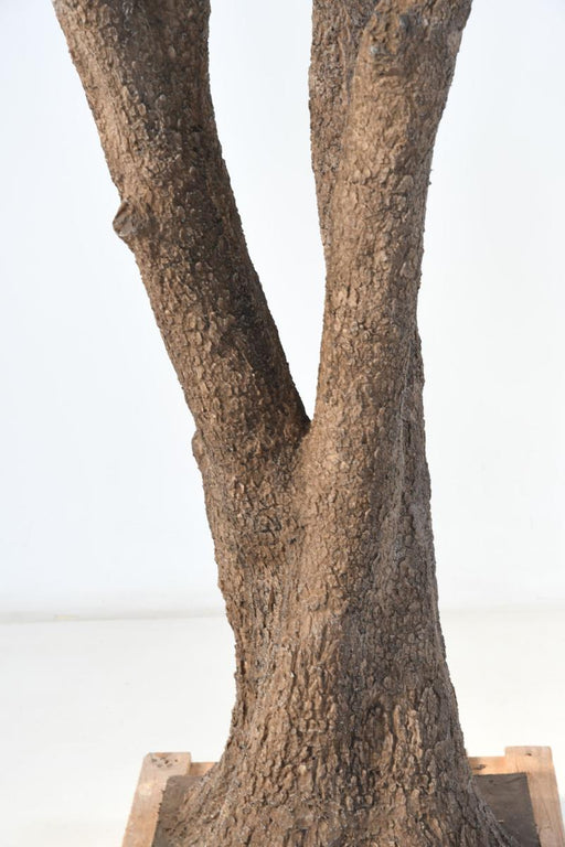 Kunstigt Oliventræ 330 Cm Indendørs Plante