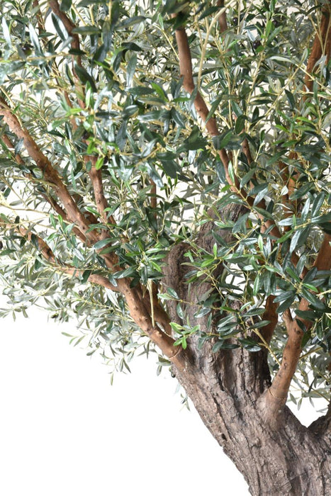 Indendørs Kunstigt Oliventræ 390 Cm På Tallerken