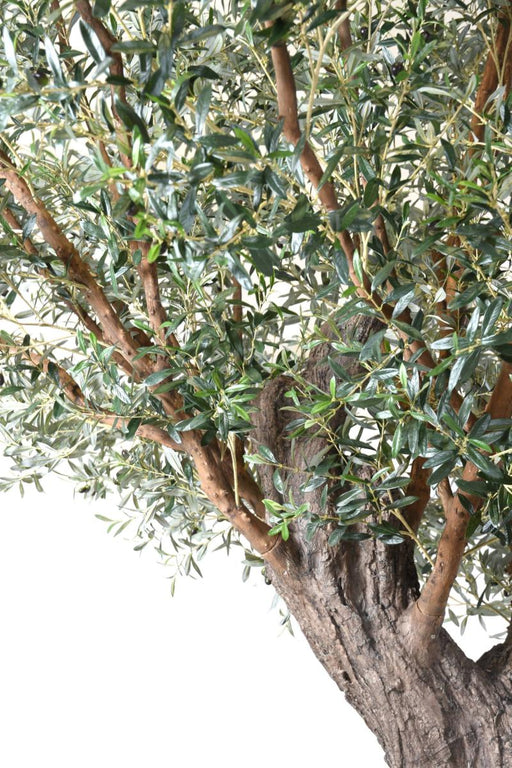 Indendørs Kunstigt Oliventræ 390 Cm På Tallerken