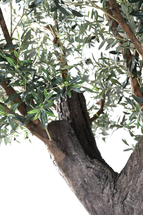 Indendørs Kunstigt Oliventræ 390 Cm På Tallerken