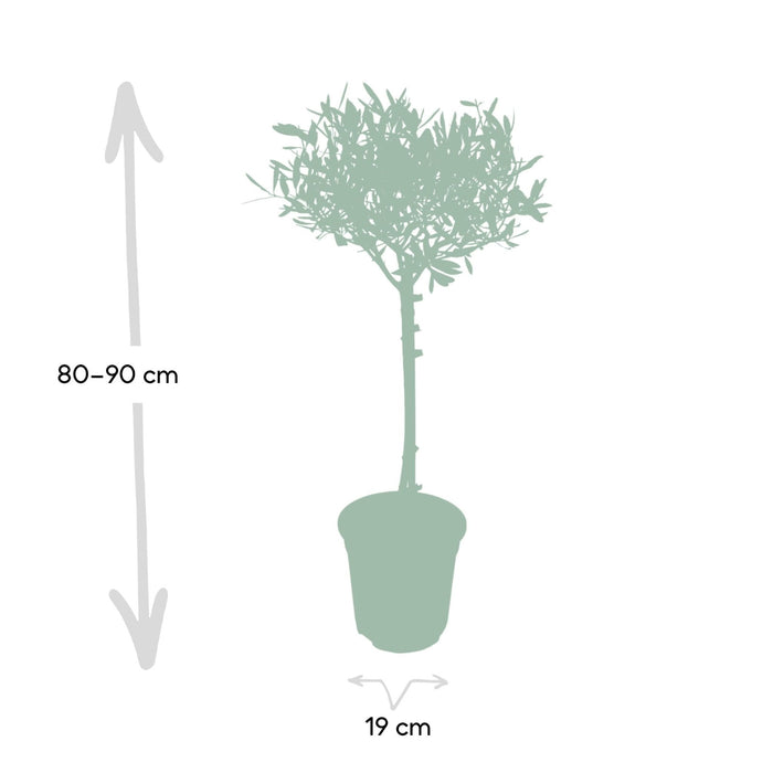 Olivier Olea - 90Cm - Ø19 - Frugtbusk - Udeplante