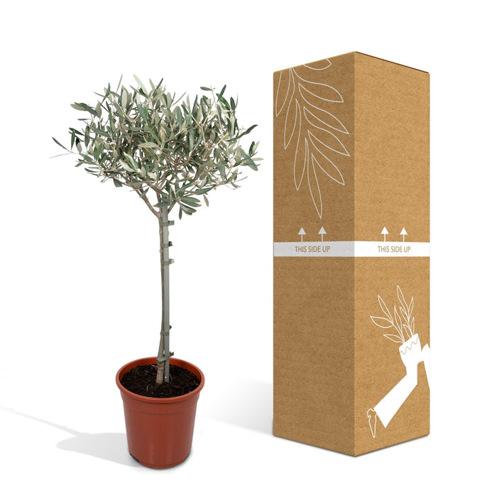 Olivier Olea - 90Cm - Ø19 - Frugtbusk - Udeplante