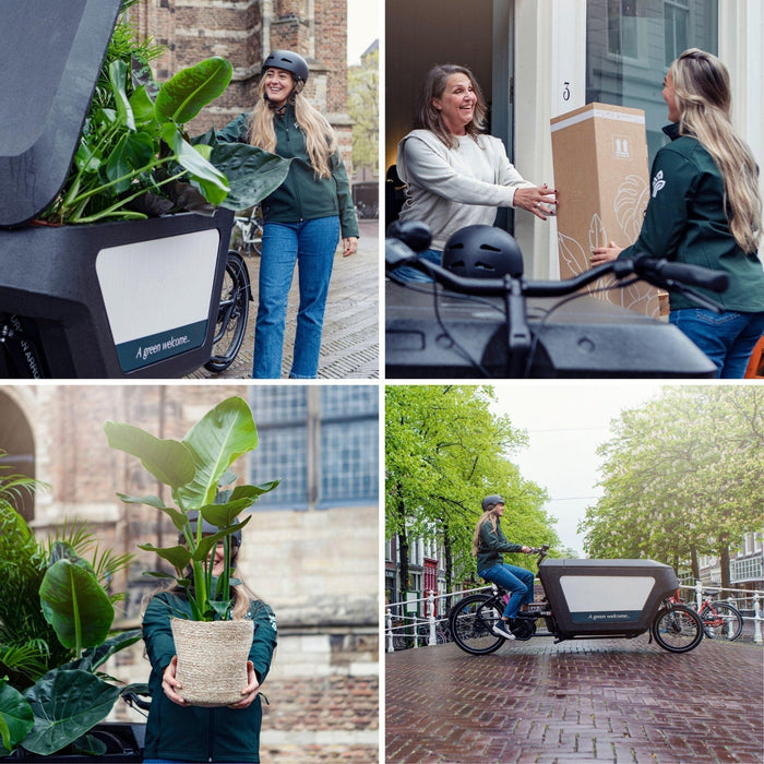 Olivier Olea - 90Cm - Ø19 - Frugtbusk - Udeplante