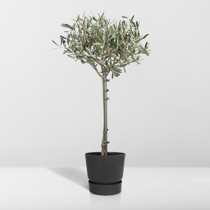 Olivier Olea - 90Cm - Ø19 - Frugtbusk - Udeplante