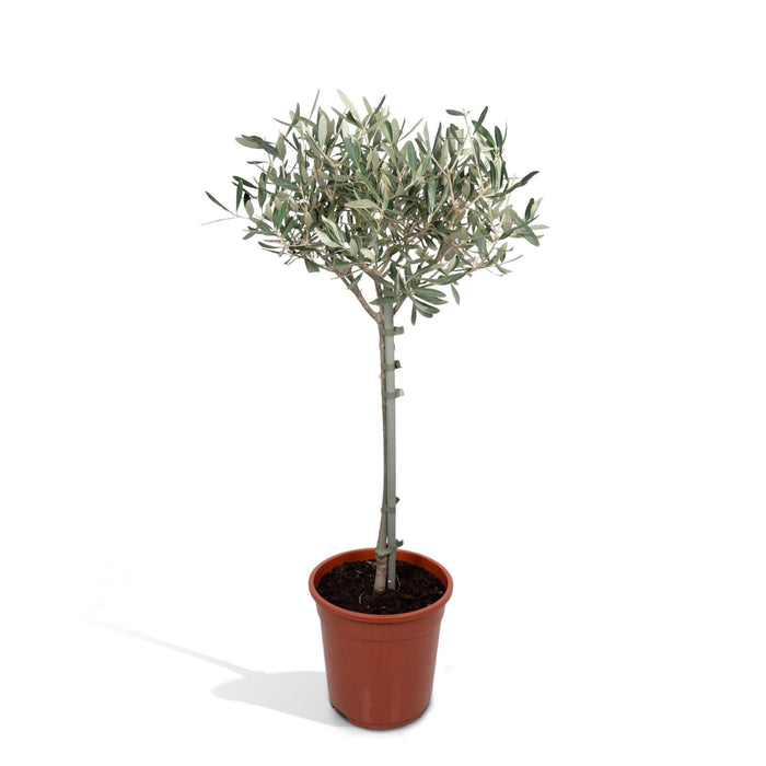 Olivier Olea - 90Cm - Ø19 - Frugtbusk - Udeplante