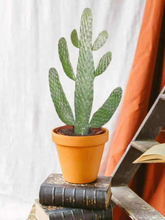 Opuntia Consolea H55Cm - Indendørs Kaktus