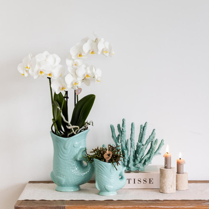 Hvid Amabilis Orchid Og Crassula Hobbit Orchid Med Turkise Potter