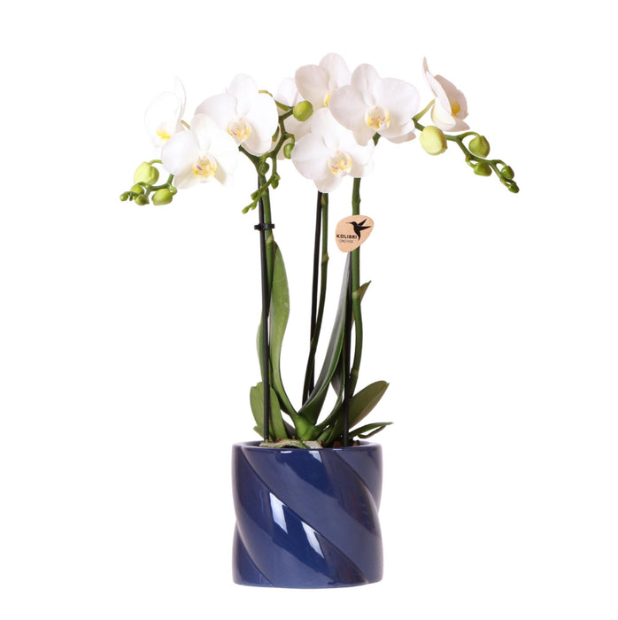 Hvid Amabilis Orchid + Candy Blue Pot
