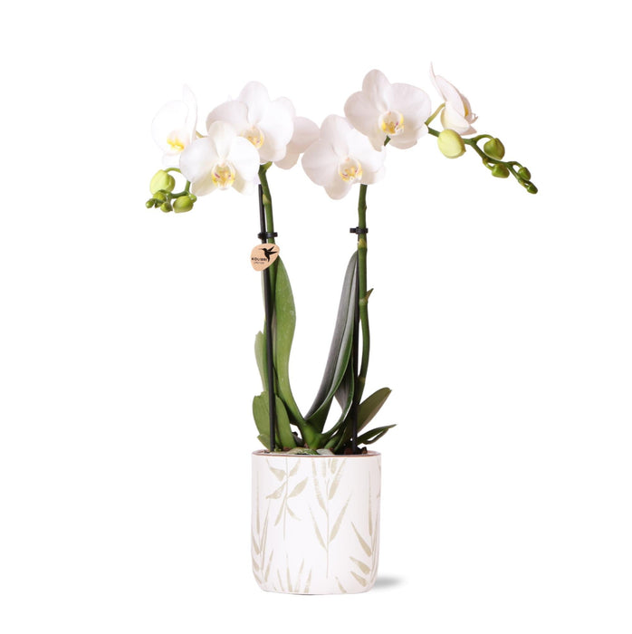 Amabilis Orchid I Keramisk Pot Grønne Blade