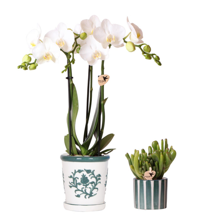 Amabilis Orchid I Malaga Pot Og Sukkulent I Malet Stripe Pot
