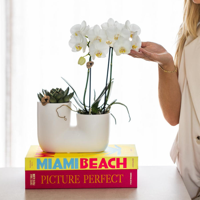 Amabilis Og Sukkulent Orkidé I Hvid Dekorativ Potte