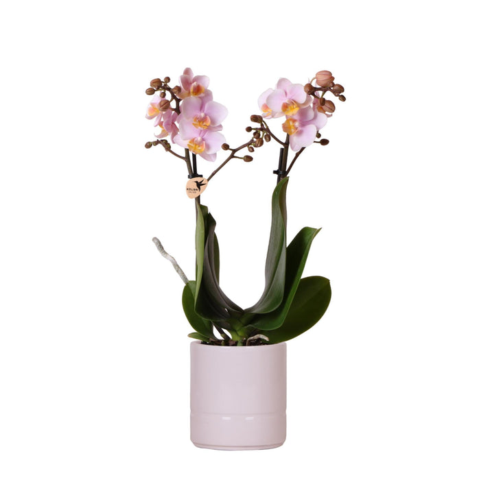 Andorra Phalaenopsis Orchid I Pastel Green Pot