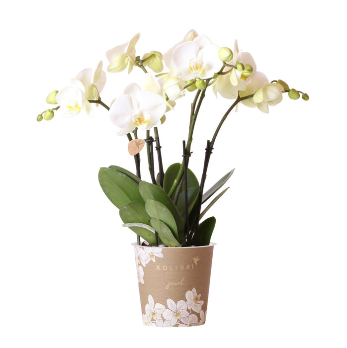 Hvid Orkidé - Ø12Cm - Stueplante