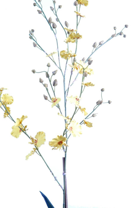 Gul Dansende Dame Orkidé I 90 Cm Jordpotte