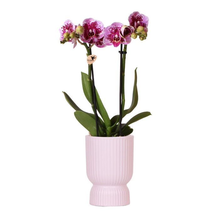 Pink El Salvador Orchid I Ribbet Diabolo Pot