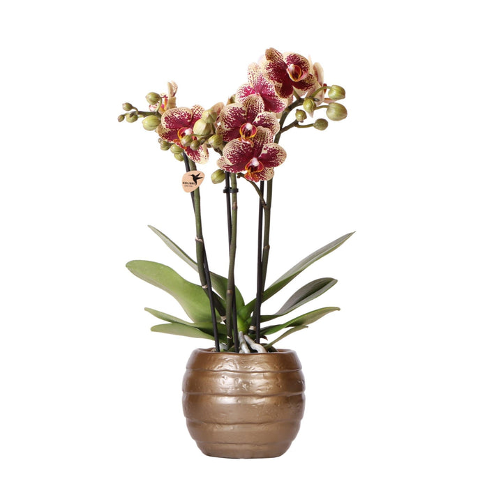 Rød/Gul Spanien Orkidé Med Bee Pot – Blomsterstueplante