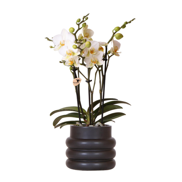 Lausanne Orchid - Black Bubble Pot - White Phalaenopsis