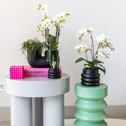 Lausanne Orchid - Black Bubble Pot - White Phalaenopsis