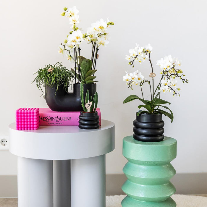 Lausanne Orchid - Black Bubble Pot - White Phalaenopsis