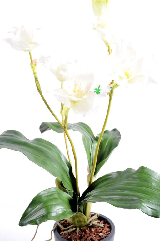 Kunstig Lycaste Orchid 60 Cm Hvid På Bål