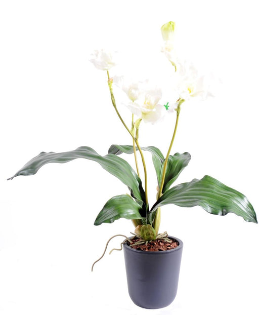 Kunstig Lycaste Orchid 60 Cm Hvid På Bål