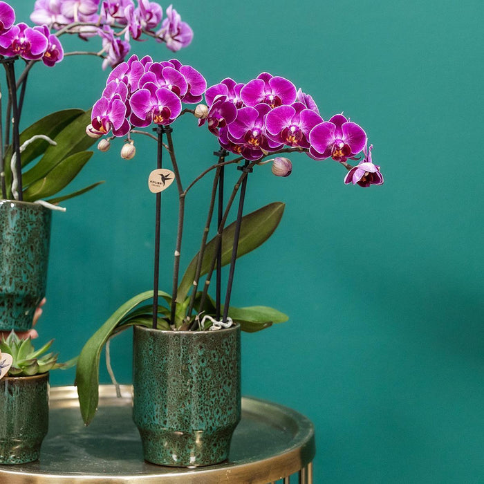 Morelia Orchid | Klassisk Grøn Gryde