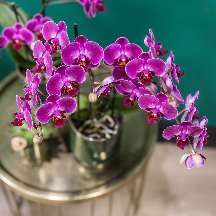 Morelia Orchid | Klassisk Grøn Gryde