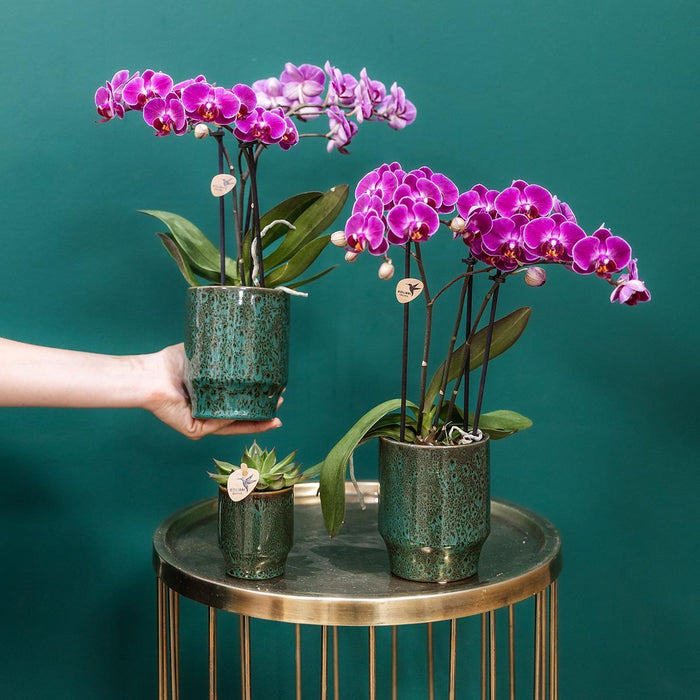 Morelia Orchid | Klassisk Grøn Gryde