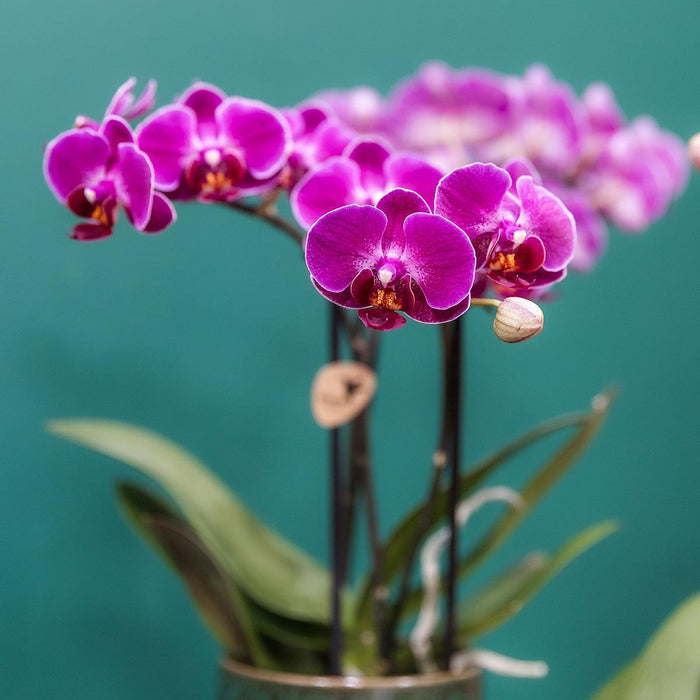 Morelia Orchid | Klassisk Grøn Gryde