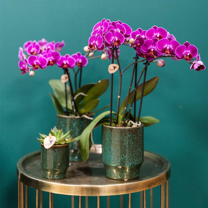 Morelia Orchid | Klassisk Grøn Gryde