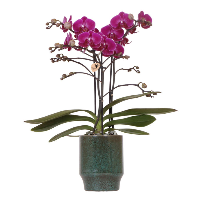 Morelia Orchid | Klassisk Grøn Gryde
