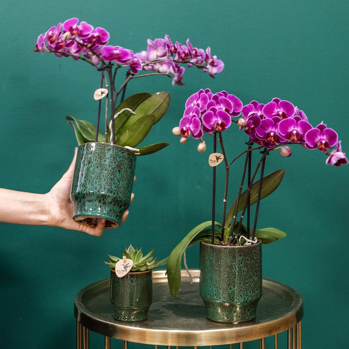 Morelia Orchid | Klassisk Grøn Gryde