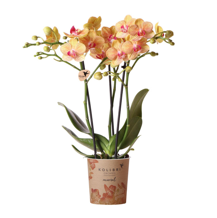 Orange Orkidé Og Dens Plantekasse - H35Cm, Ø9Cm