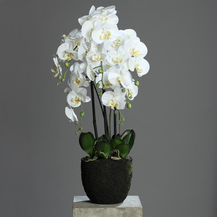 Kunstig Phalaenopsis Orchid 85Cm Creme