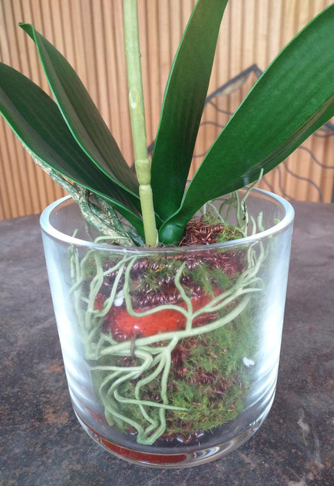 Kunstig Phalaenopsis Orchid Glas Pot 42Cm Creme