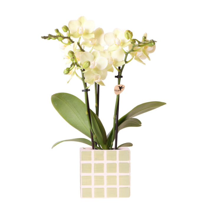 Mexico Gul Phalaenopsis Orchid Og Grøn Mosa Dekorativ Pot