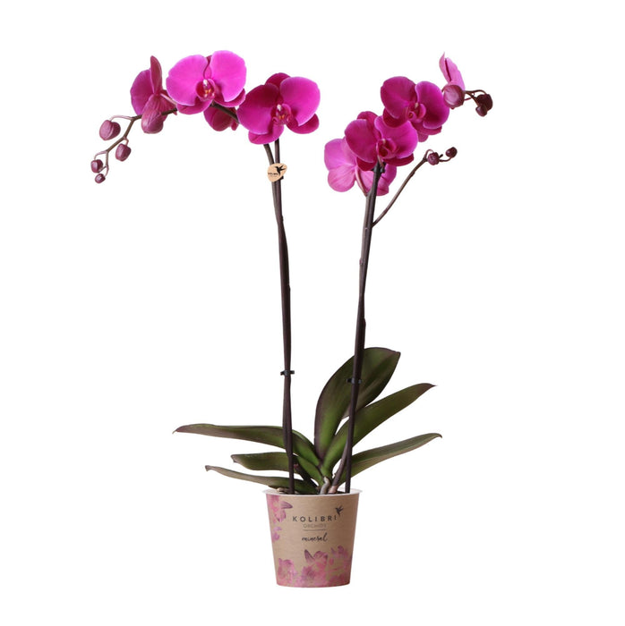Phalaenopsis Joyride Orchid - Lys Lilla