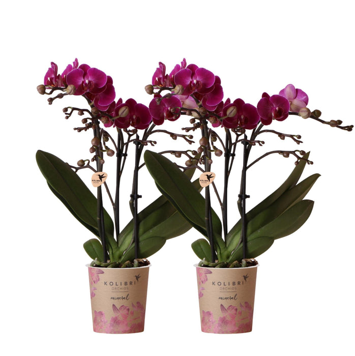 Lilla Phalaenopsis Orchid - Sæt Med 2