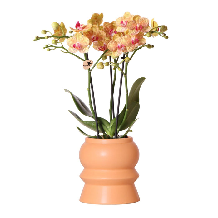 Orange Phalaenopsis Orkidé Og Dens Ferskenplante