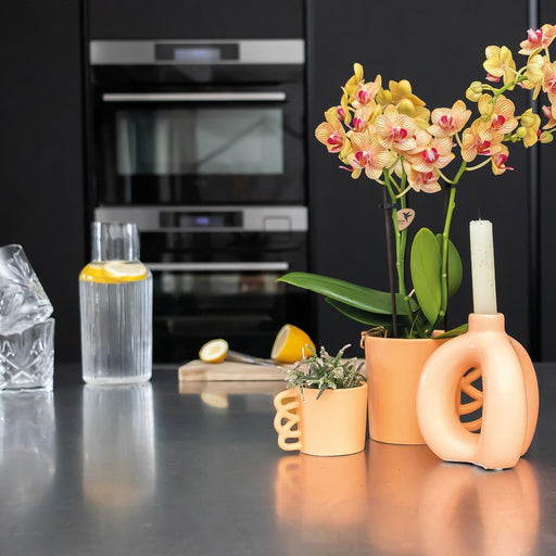 Orange Phalaenopsis Orkidé Og Dens Ferskenpottedæksel – H35Cm, Ø9Cm – Blomstrende Indendørs Plante