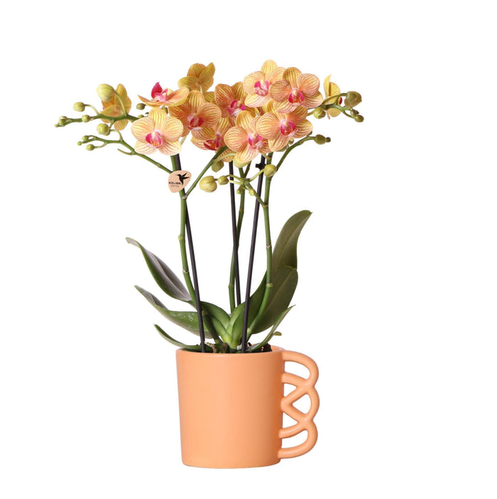 Orange Phalaenopsis Orkidé Og Dens Ferskenpottedæksel – H35Cm, Ø9Cm – Blomstrende Indendørs Plante