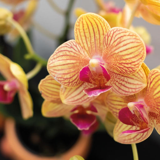 Orange Phalaenopsis Orkidé Og Dens Ferskenpottedæksel – H35Cm, Ø9Cm – Blomstrende Indendørs Plante