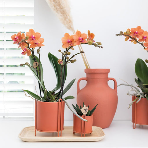 Orange Phalaenopsis Orkidé - Ø9Cm - Blomstrende Stueplante