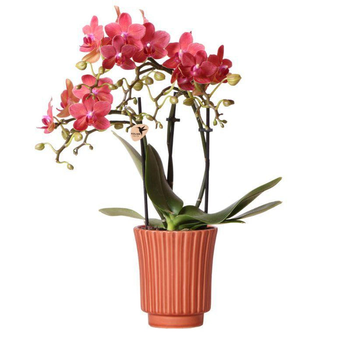 Orange Phalaenopsis Orkidé | Retro Dekorativ Terracotta Gryde.