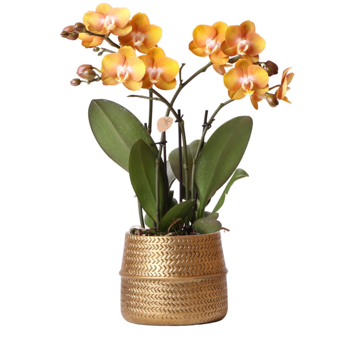 Orange Phalaenopsis Orkidé I Golden Groove Pot