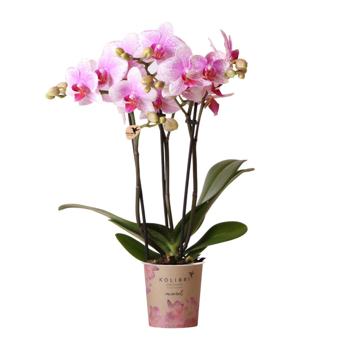 Pink Phalaenopsis Orchid - Rotterdam Mineral