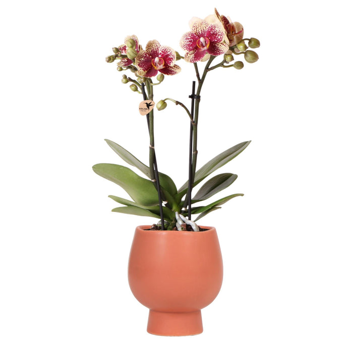 Phalaenopsis Spanien Orchid In Pot Terracotta Scandic